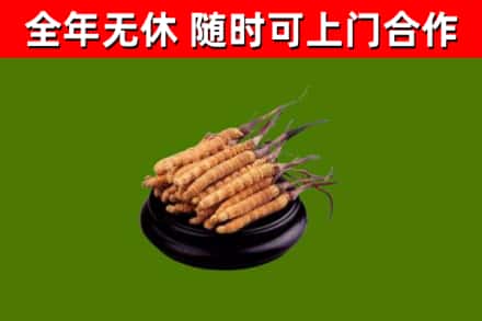 正定县烟酒回收冬虫夏草.jpg