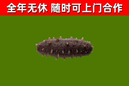 正定县回收海参干